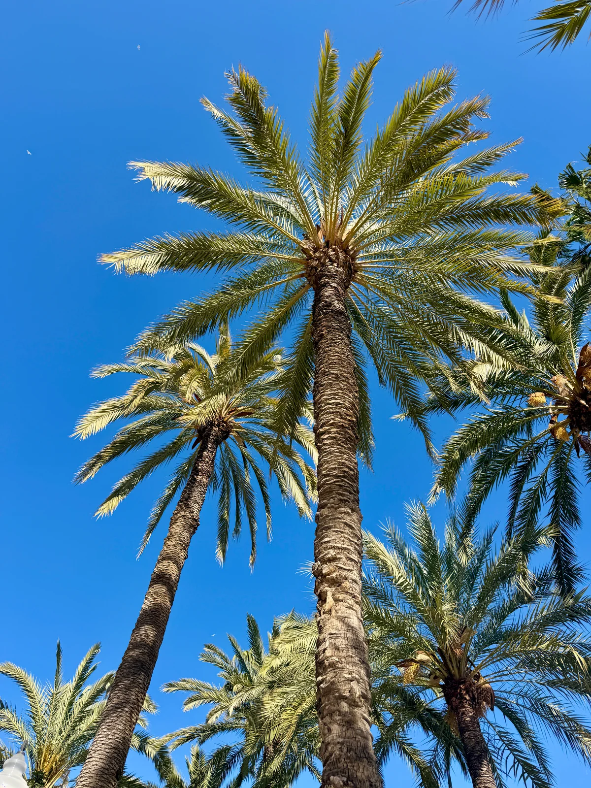 Tur til Alicante - Bilde 3